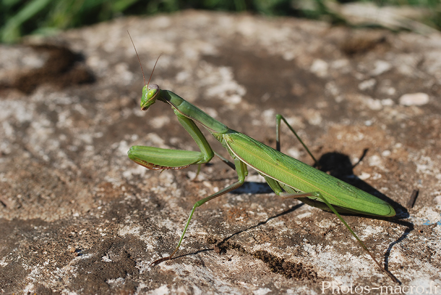 Mantis religiosa